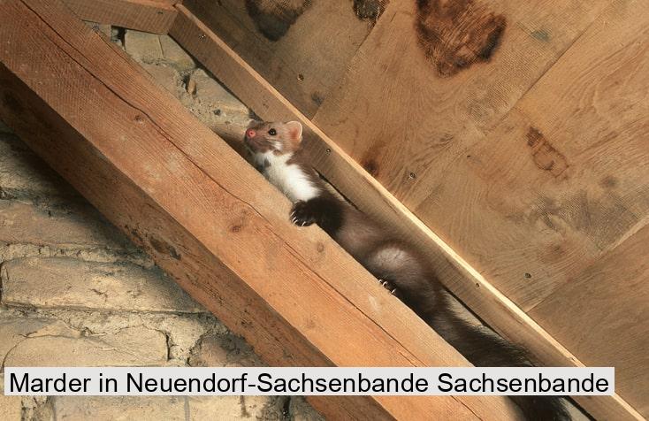 Marder in Neuendorf-Sachsenbande Sachsenbande